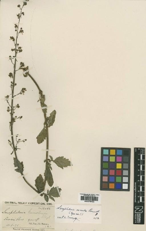 Scrophularia exserta Pennell - BM000797983