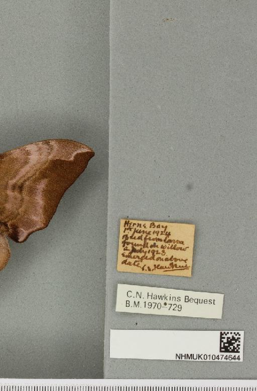Smerinthus ocellata ocellata (Linnaeus, 1758) - NHMUK_010474644_label_524939