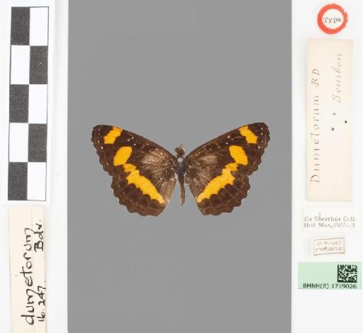 Neptis dumetorum Boisduval - BMNH(E)#1719026_Neptis_dumetorum_Boisduval_holotype_male_labels