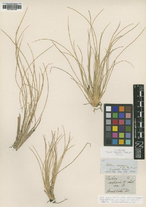 Festuca scoparia Hook.f. - BM000991448