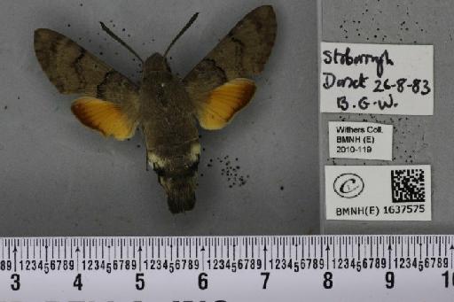 Macroglossum stellatarum (Linnaeus, 1758) - BMNHE_1637575_206260