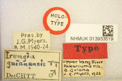 Irengia guianensis Townsend, 1935 - Irengia guianensis HT labels