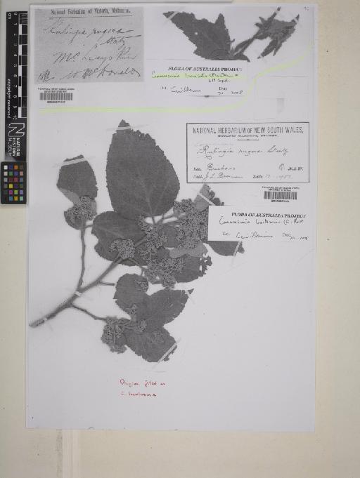 Commersonia bartramia (L.) Merr. - BM000820157_photocopy