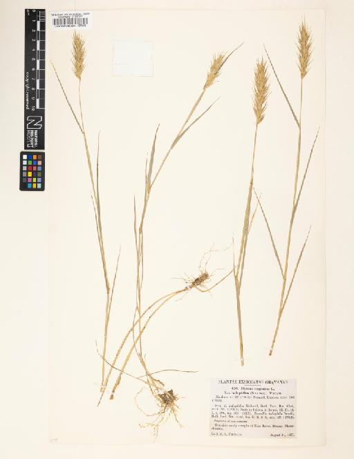 Elymus virginicus L. - 000063884