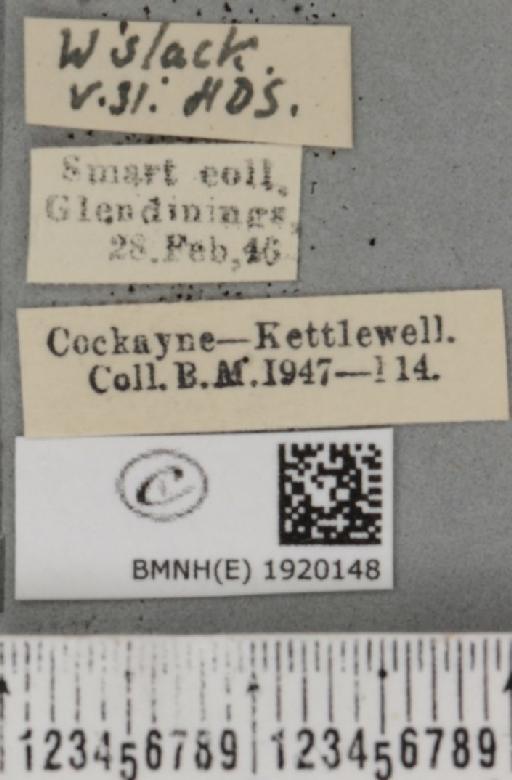 Ematurga atomaria (Linnaeus, 1758) - BMNHE_1920148_label_485924