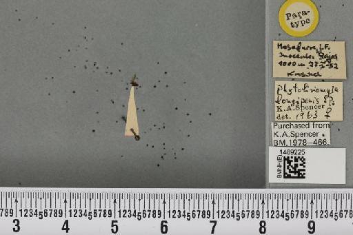 Phytoliriomyza longipennis Spencer, 1964 - BMNHE_1489225_52749