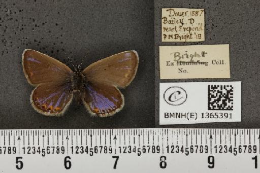 Plebejus argus cretaceus Tutt, 1909 - BMNHE_1365391_163932