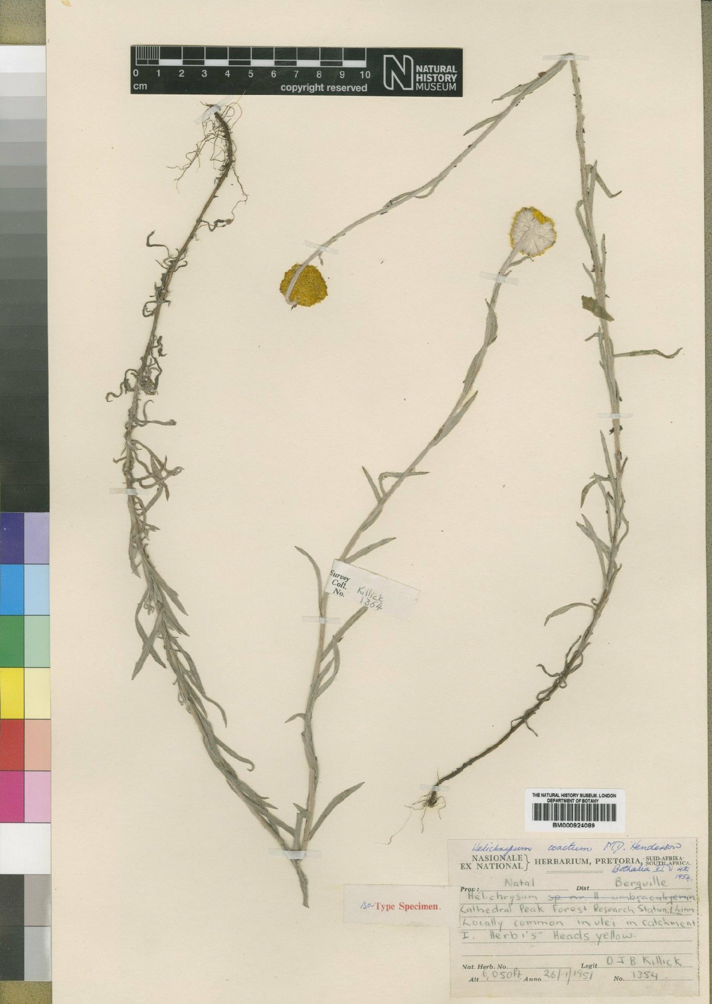To NHMUK collection (Helichrysum umbraculigerum Less; Isotype; NHMUK:ecatalogue:4529117)