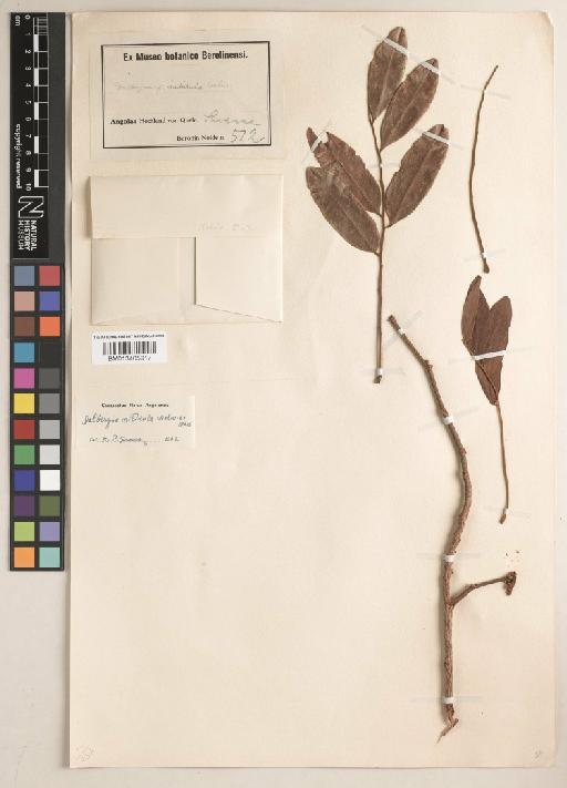 Dalbergia nitidula Welw. ex Baker - BM013405917