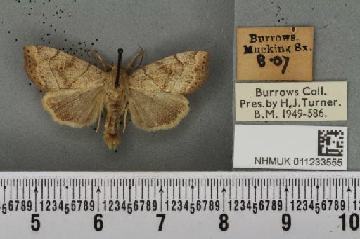 Cosmia trapezina ab. conspersa Warren, 1911 - NHMUK_011233555_636703