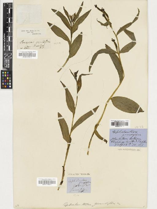 Cephalanthera damasonium (Mill.) Druce - BM001075213