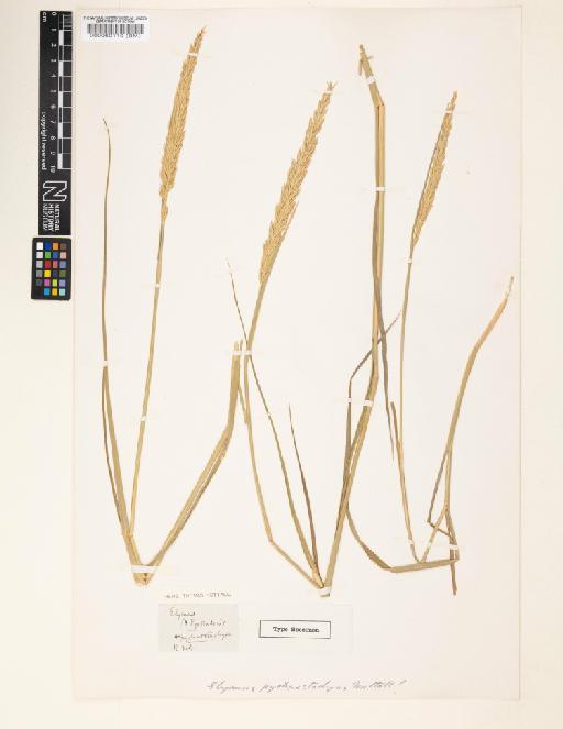 Elymus pycnostachys - 000060110