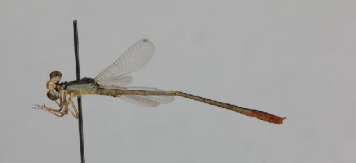 Agriocnemis angolensis Longfield, 1947 - 011253682_Agriocnemis_angolense_HT_lateral