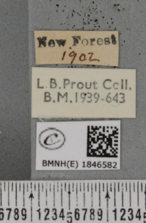 Macaria alternata (Denis & Schiffermüller, 1775) - BMNHE_1846582_label_420680