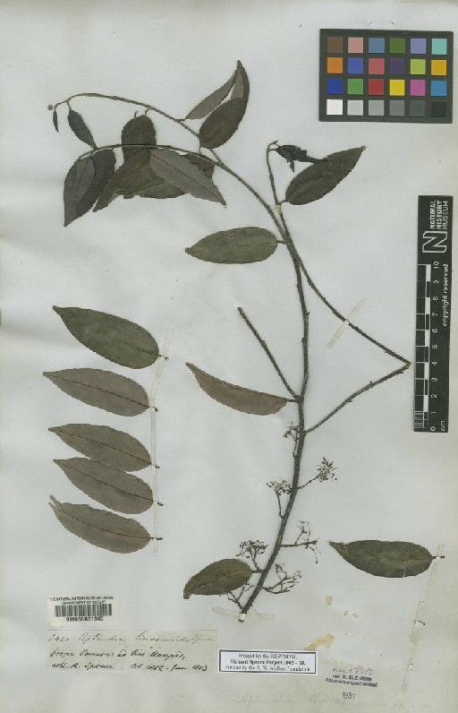 Aptandra liriosmoides Spruce ex Miers - BM000601945