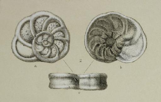 Discorbina biconcava Jones & Parker, 1862 - ZF1388_91_2_Planulinoides_biconcavus.jpg