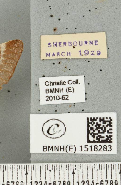 Eriogaster lanestris (Linnaeus, 1758) - BMNHE_1518283_label_191904