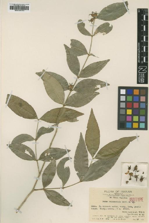 Buxus hainanensis Merr. - BM000951584