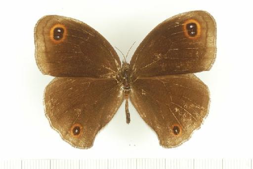 Callerebia annada Moore, [1858] - Callerebia_annada_Moore,_1857_BMNH(E)_#983004_dorsal