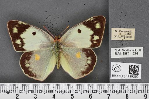 Colias croceus f. helice Hübner, 1779 - BMNHE_1119262_75746