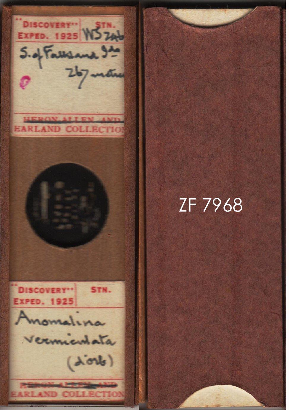 To NHMUK collection (Anomalina vermiculata (d'Orbigny, 1839); NHMUK:ecatalogue:9055490)