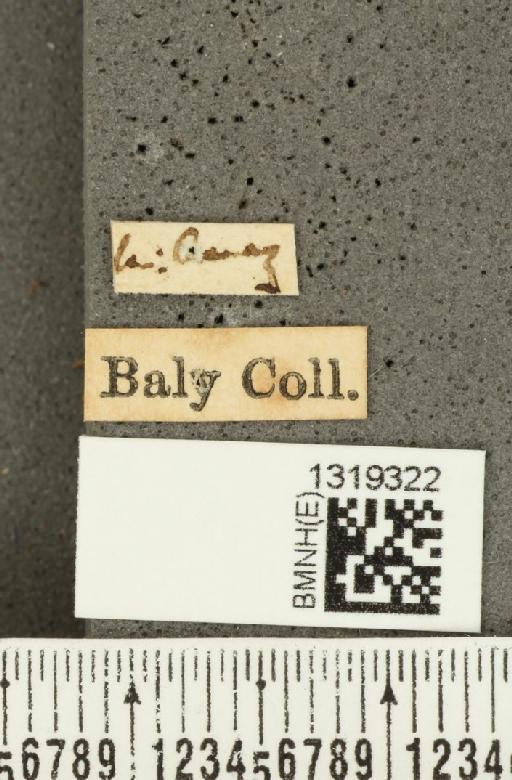 Diabrotica alboplagiata Jacoby, 1882 - BMNHE_1319322_label_17624