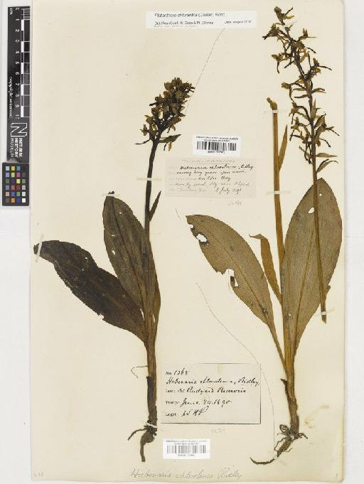 Platanthera chlorantha (Custer) Rchb. - BM001117962