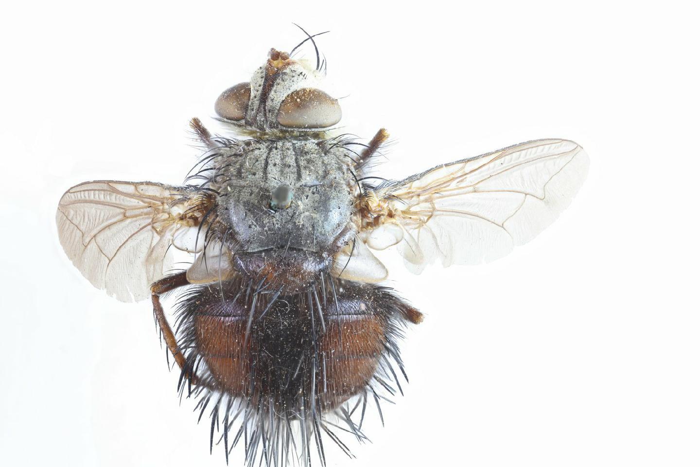 Epalpus alligans
