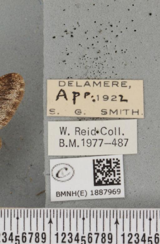 Apocheima hispidaria (Denis & Schiffermüller, 1775) - BMNHE_1887969_label_455304
