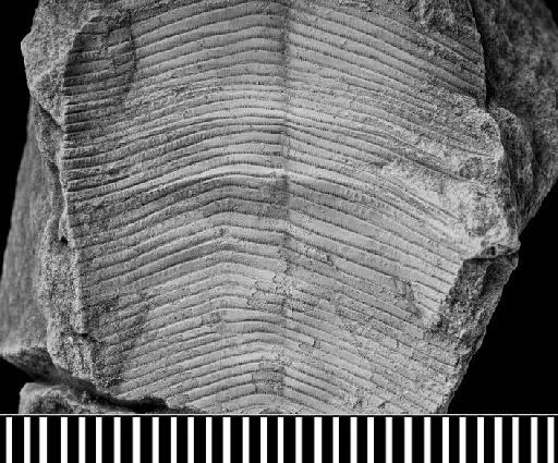 Ctenoconularia hispida (Slater, 1907) - CL 274. Ctenoconularia hispida (counterpart detail)