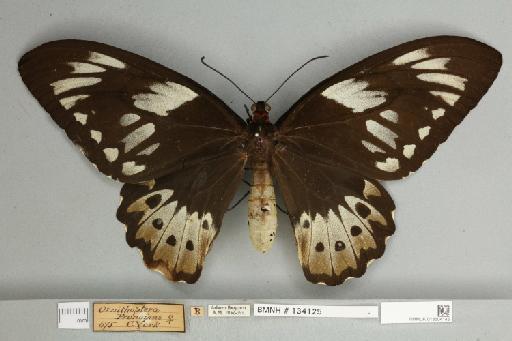 Ornithoptera priamus pronomus Gray, 1852 - 013604145__