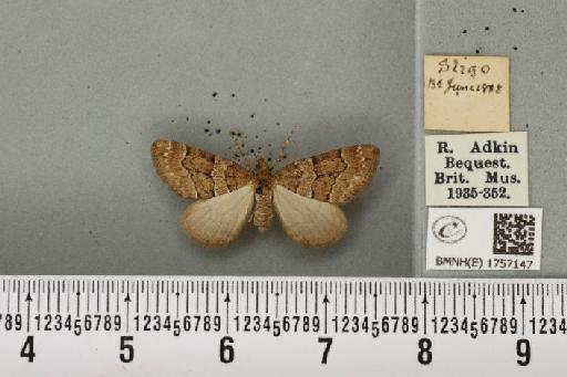 Thera cognata (Thunberg, 1792) - BMNHE_1757147_331827