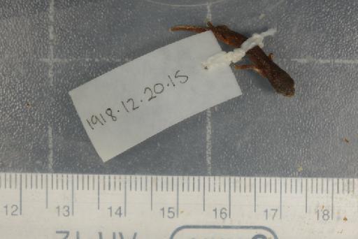 Hydromantes italicus strinatii - Image of specimen 1918.12.20.15