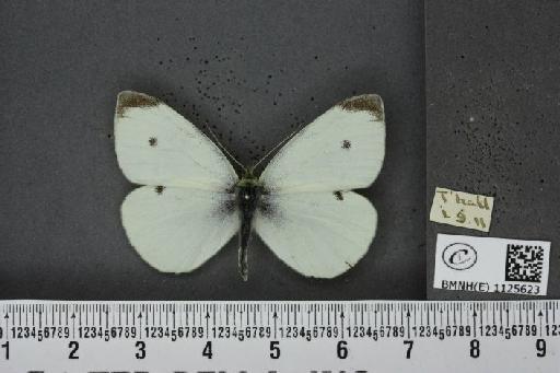 Pieris rapae rapae (Linnaeus, 1758) - BMNHE_1125623_82339