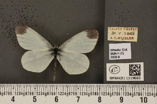 Leptidea sinapis sinapis Linnaeus, 1758 - BMNHE_1119665_74468