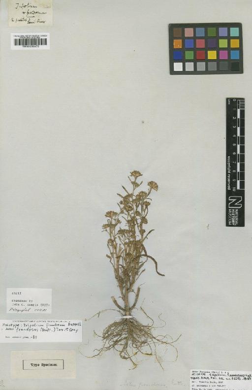 Aster frondosus (Nutt.) Gray - BM001025475