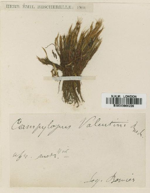 Campylopus aureonitens (Müll.Hal.) A.Jaeger - BM000866226