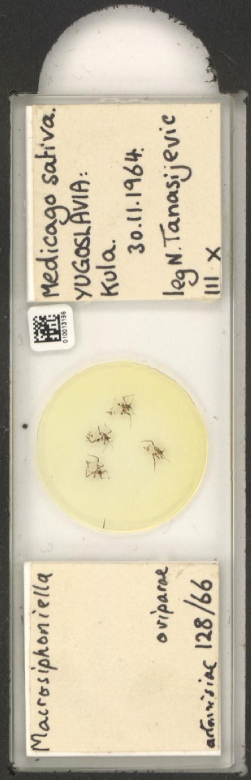 Macrosiphoniella artemisiae Fonscolombe, 1841 - 010013195_112659_1094715