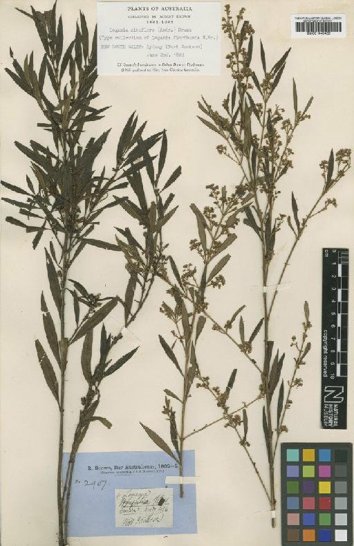 Logania albiflora Andrews - BM001040422