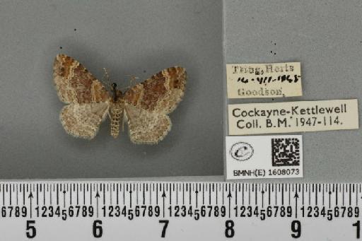 Xanthorhoe spadicearia ab. planicolor Lempke, 1950 - BMNHE_1608073_322749