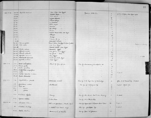 Pecten jacobaeus (Linnaeus, 1758) - Zoology Accessions Register: Mollusca: 1938 - 1955: page 26