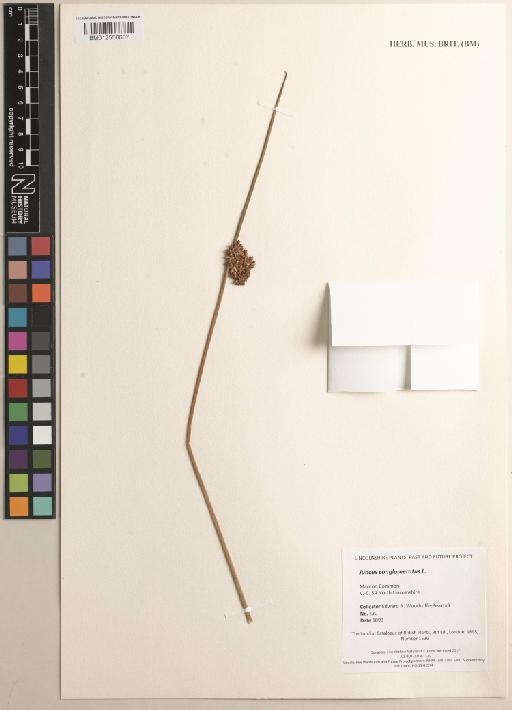 Juncus conglomeratus L. - BM012556607