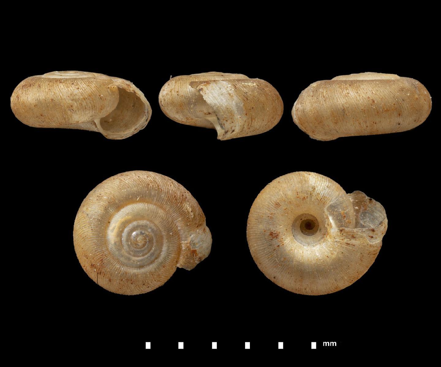 To NHMUK collection (Helix subcoacta Gassies, 1870; HOLOTYPE; NHMUK:ecatalogue:7816862)