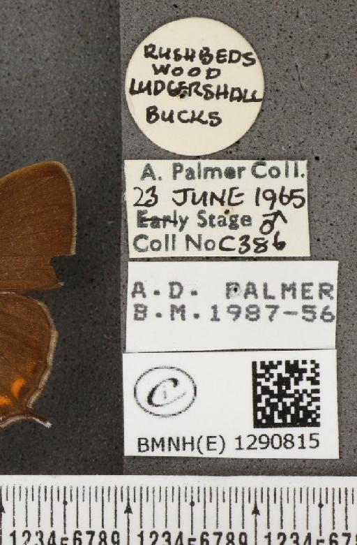 Satyrium pruni (Linnaeus, 1758) - BMNHE_1290815_label_126491