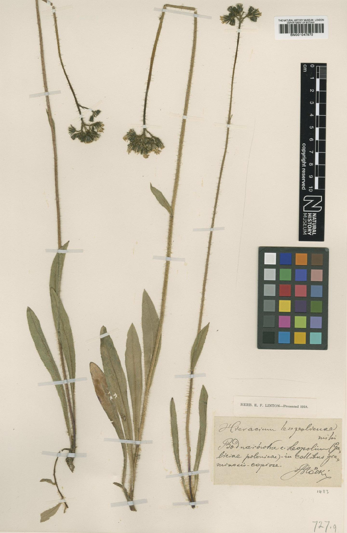 To NHMUK collection (Hieracium obornyanum subsp. leopoliense (B?ocki) Zahn; Type; NHMUK:ecatalogue:2817561)