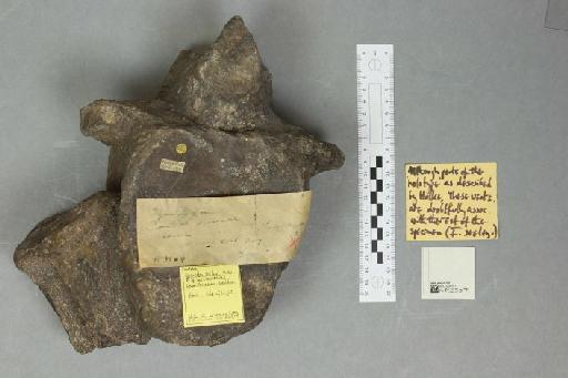 Iguanodon seelyi Hulke, 1882 - 010025161_L010094064_(1)