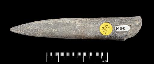 Acrocoelites (Odontobelus) tricissus (Janensch) - PI CC  934 - belemnite