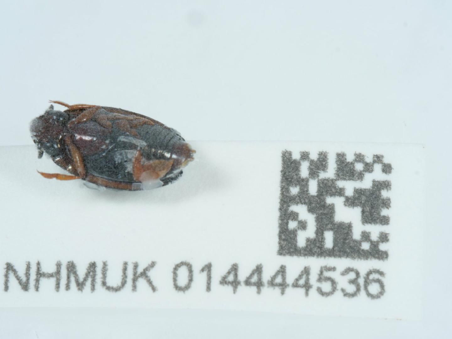 Gyrinus substriatus thumbnail