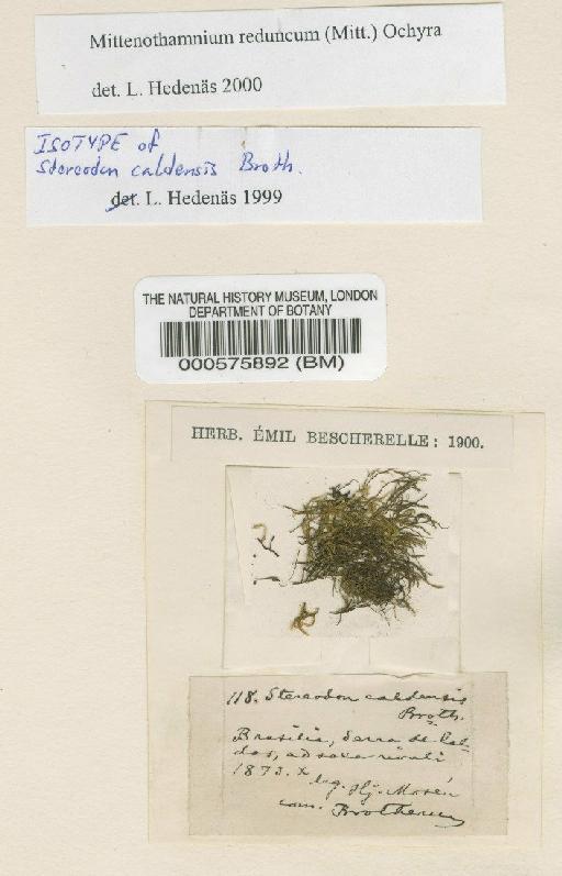 Mittenothamnium reduncum (Schimp. ex Mitt.) Ochyra - BM000575892