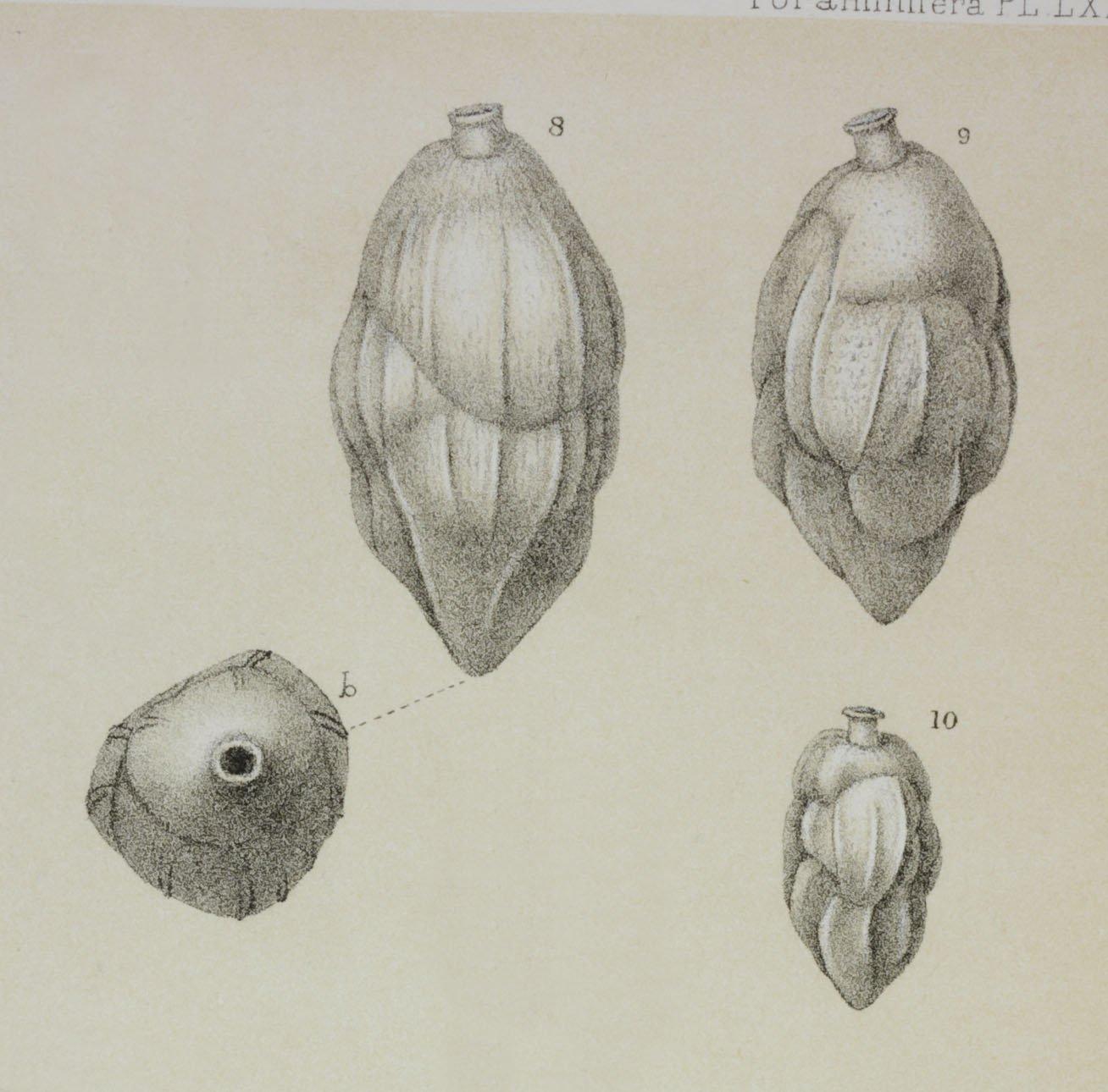 To NHMUK collection (Uvigerina schwageri Brady, 1884; Syntype; NHMUK:ecatalogue:3093417)